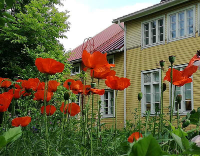 Sovintola - Kesälahti