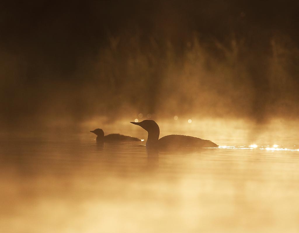 Pajuskylä - Ruovesi - Kylät - Pirkanmaa - Kylään.fi - Kylämatkailun tietopankki