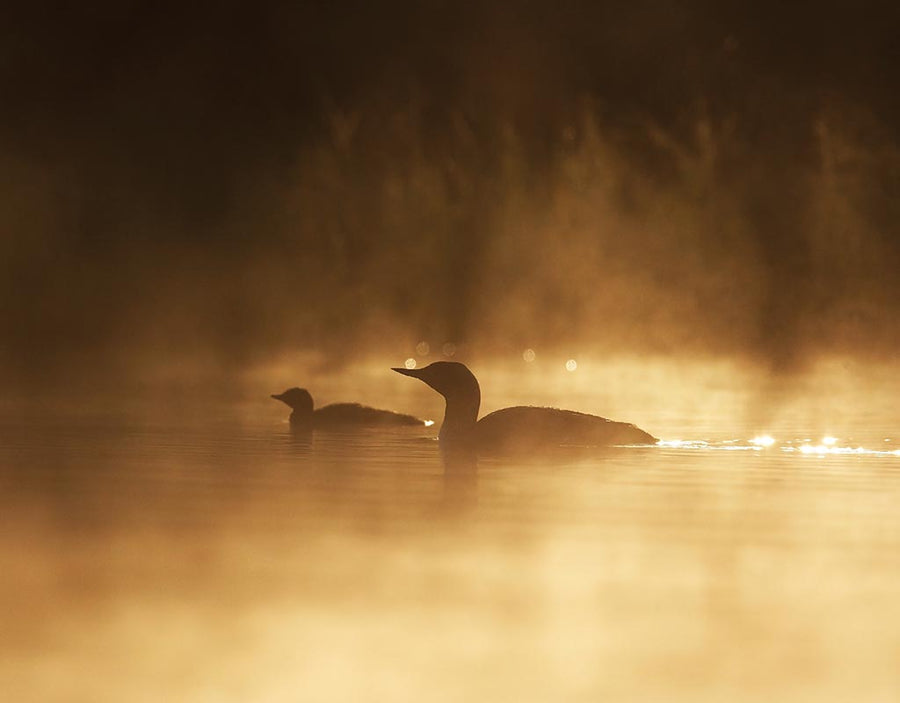 Pajuskylä - Ruovesi - Kylät - Pirkanmaa - Kylään.fi - Kylämatkailun tietopankki