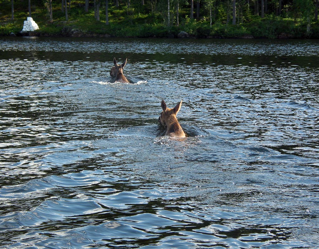 Kosula - Tuusniemi - Kylät - Etelä-Savo - Kylään.fi - Kylämatkailun tietopankki