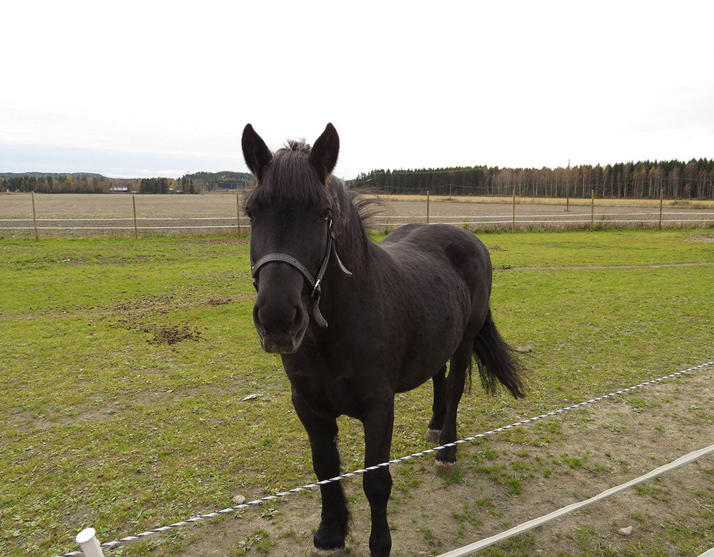 Kilkkilän Farmi - Iitti - Tekeminen ja toiminta - Kymenlaakso - Kylään.fi - Kylämatkailun tietopankki