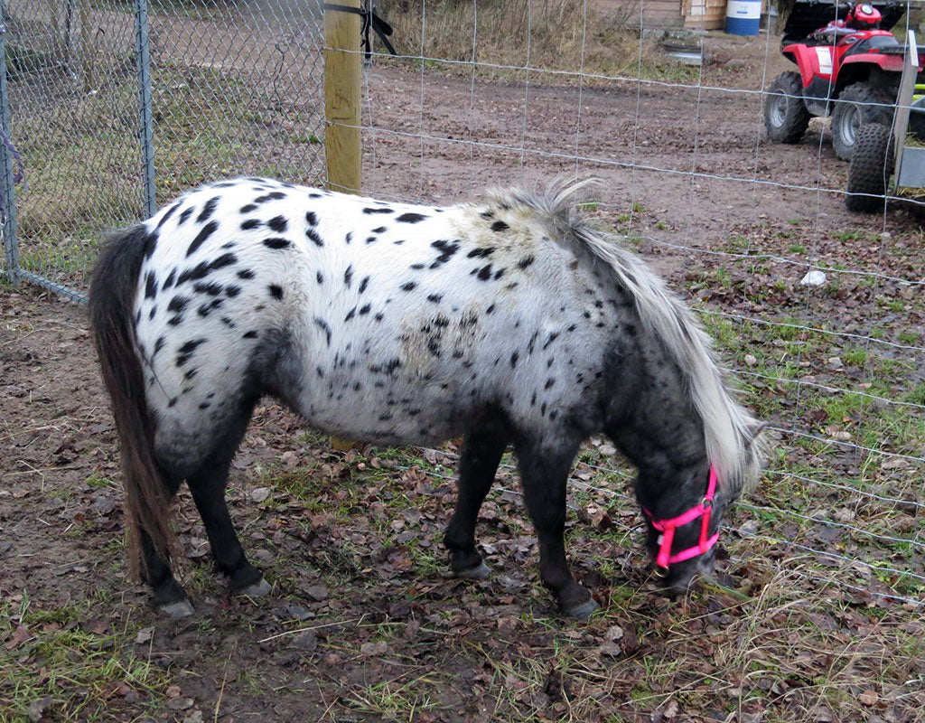 Kilkkilän Farmi - Iitti - Tekeminen ja toiminta - Kymenlaakso - Kylään.fi - Kylämatkailun tietopankki