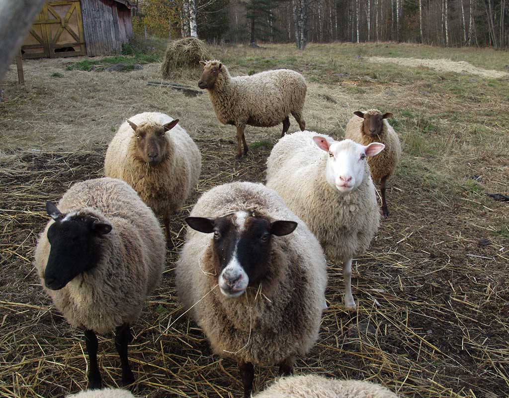 Leppävirta - Kylät - Pohjois-Savo - Kylään.fi - Kylämatkailun tietopankki