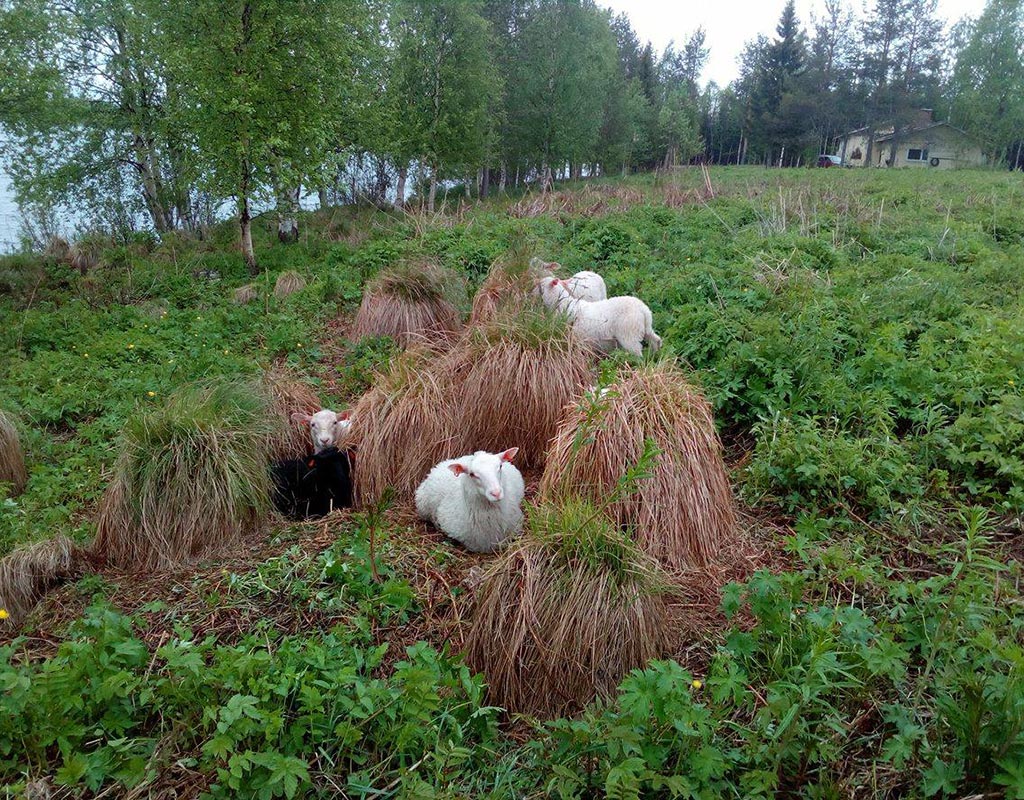Kursu - Salla - Kylät - Lappi - Kylään.fi - Kylämatkailun tietopankki