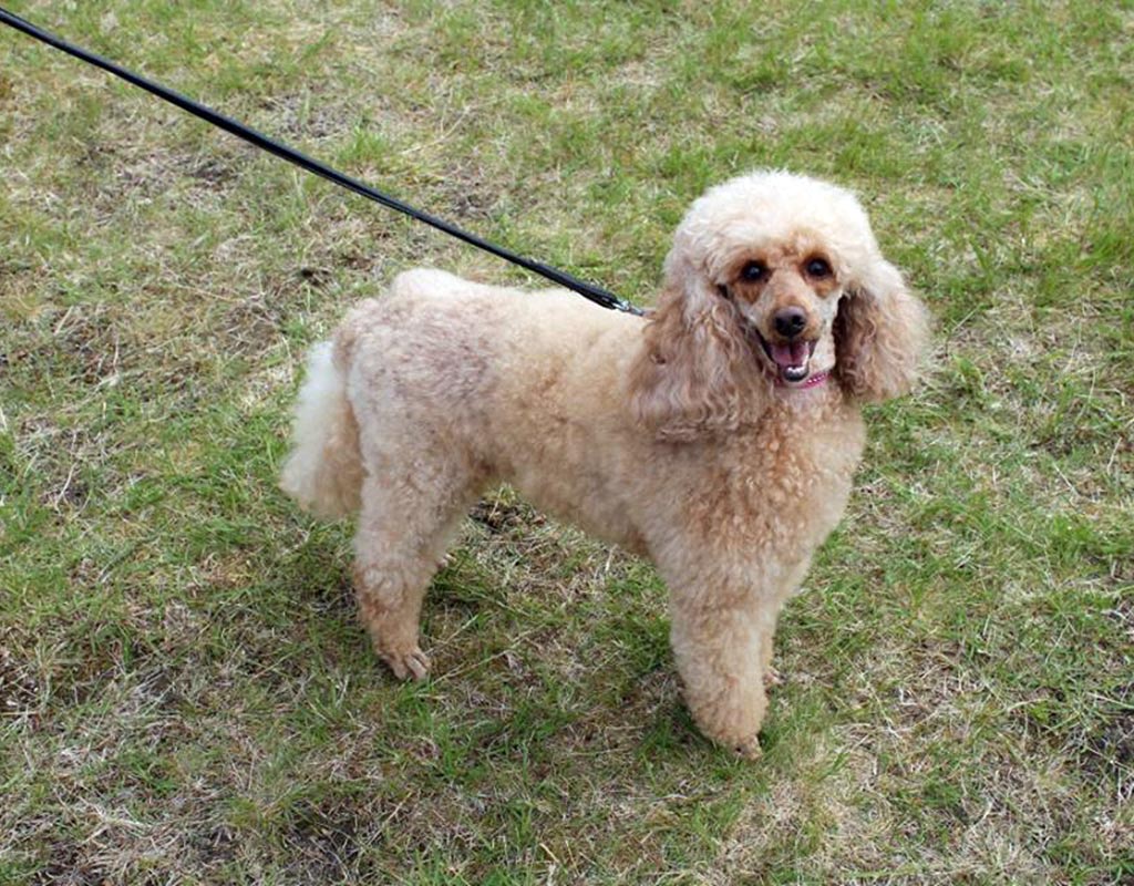 Kursu - Salla - Kylät - Lappi - Kylään.fi - Kylämatkailun tietopankki