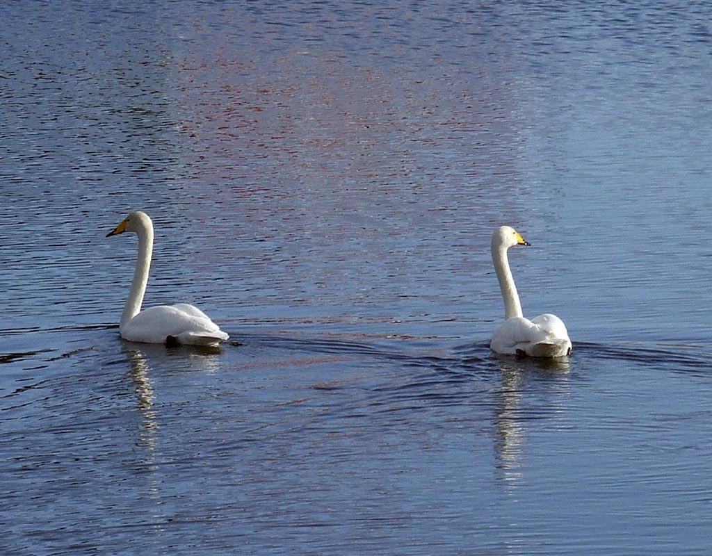 Kursu - Salla - Kylät - Lappi - Kylään.fi - Kylämatkailun tietopankki
