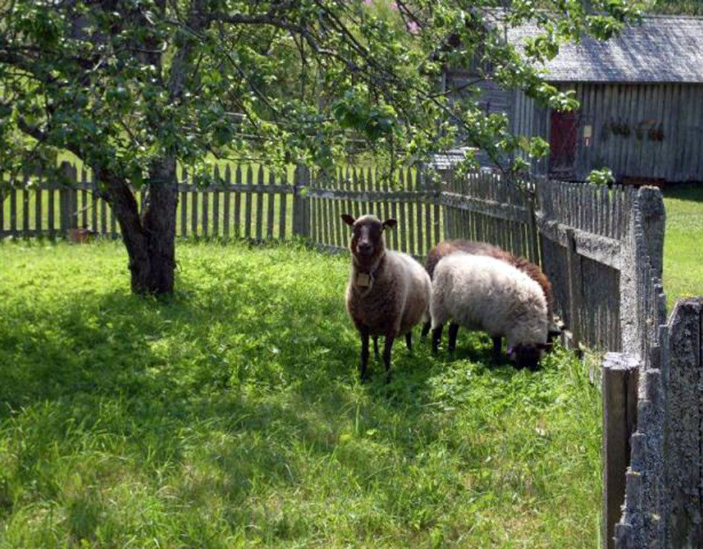 Riuttalan Talonpoikaismuseo - Kuopio - Nähtävyydet & Käyntikohteet - Pohjois-Savo - Kylään.fi - Kylämatkailun tietopankki