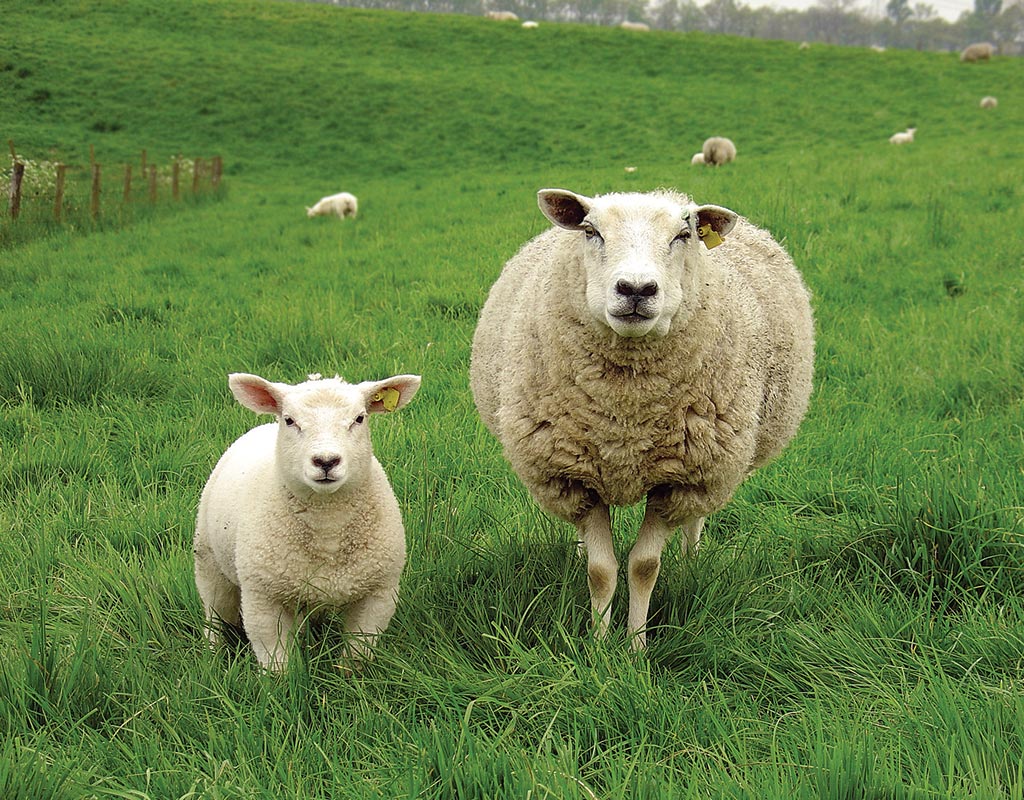 Metsäkansa - Valkeakoski - Kylät - Pirkanmaa - Kylään.fi - Kylämatkailun tietopankki