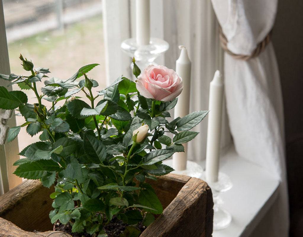 Pulsan Asema - Pulsa - Majoitus - Etelä-Karjala - Kylään.fi - Kylämatkailun tietopankki