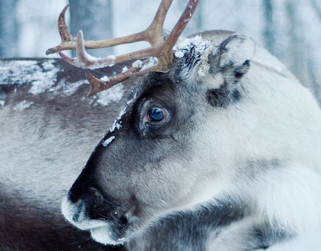 7 Fells Hostel - Äkäslompolo - Majoitus - Lappi - Kylään.fi - Kylämatkailun tietopankki