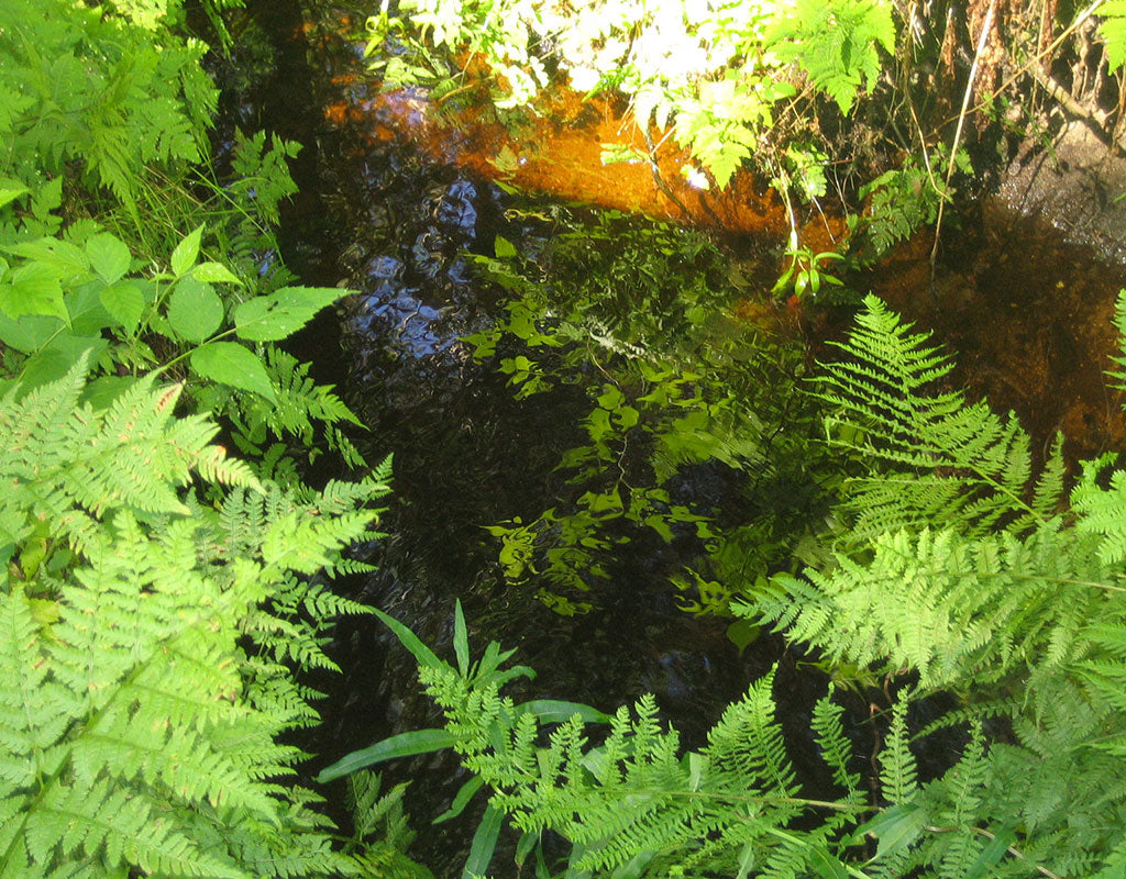 Pajuskylä - Ruovesi - Kylät - Pirkanmaa - Kylään.fi - Kylämatkailun tietopankki