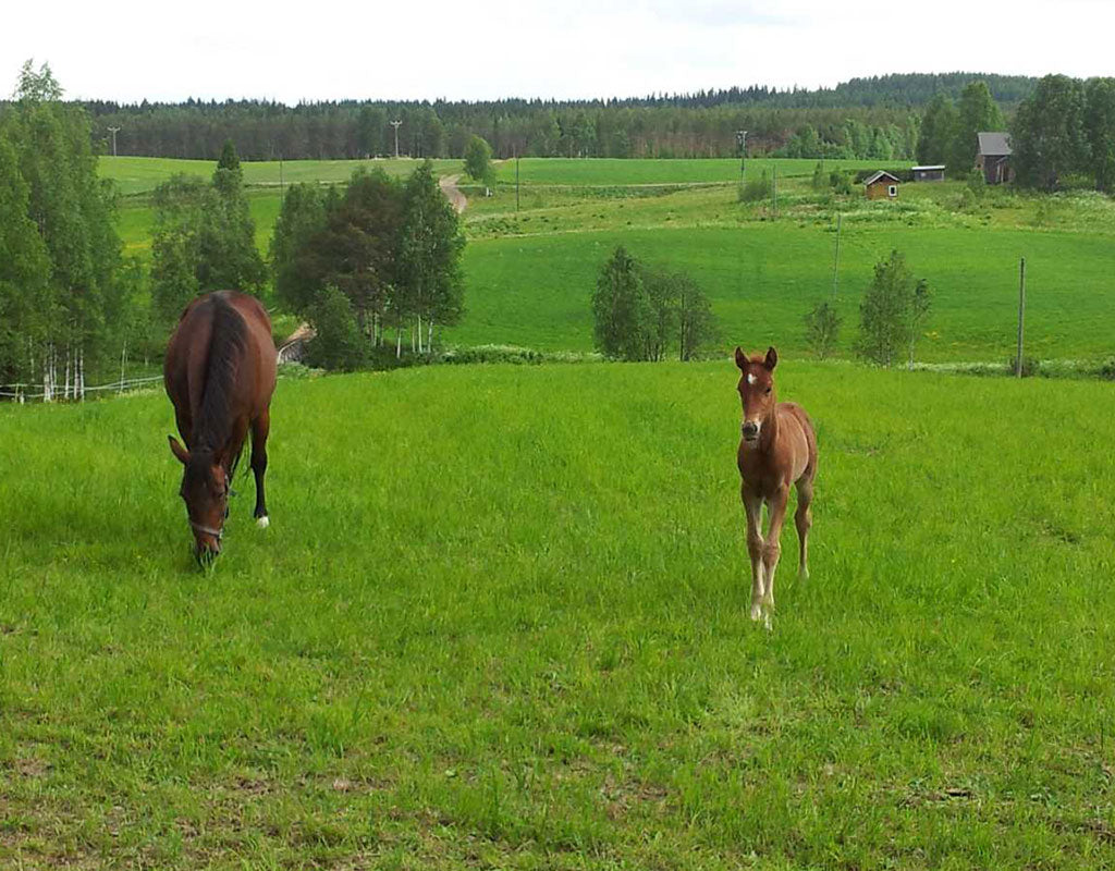 Rasimäki - Valtimo - Kylät - Pohjois-Karjala - Kylään.fi - Kylämatkailun tietopankki