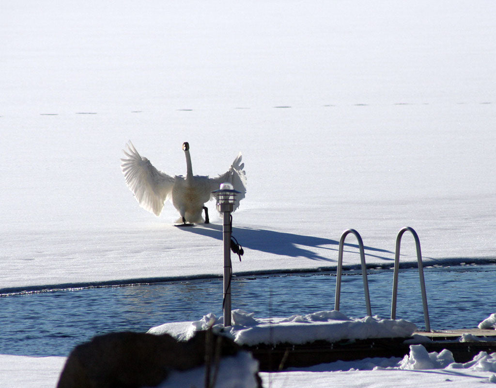 Koli Freetime - Juuka - Majoitus - Pohjois-Karjala - Kylään.fi - Kylämatkailun tietopankki