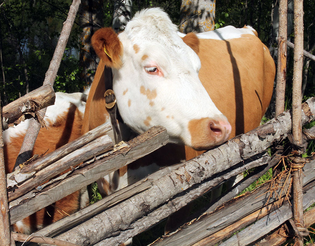 Majatalo Puukarin Pysäkki - Valtimo - Majoitus - Pohjois-Karjala - Kylään.fi - Kylämatkailun tietopankki
