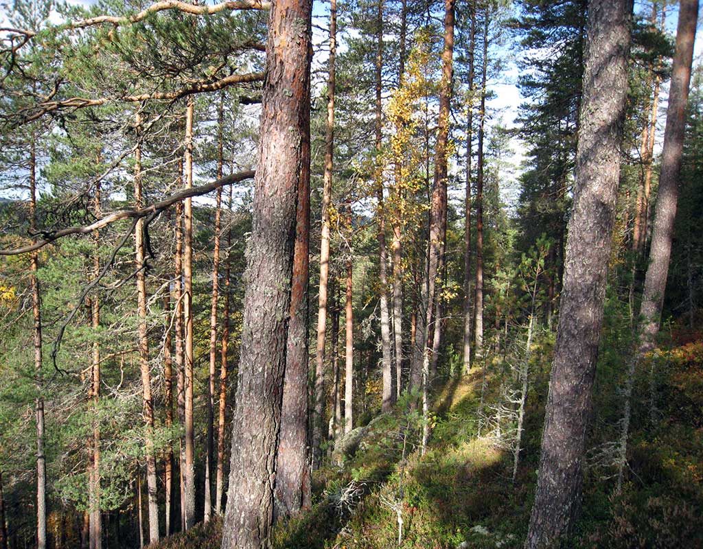 Hiltulanlahti - Kuopio - Kylät - Pohjois-Savo - Kylään.fi - Kylämatkailun tietopankki