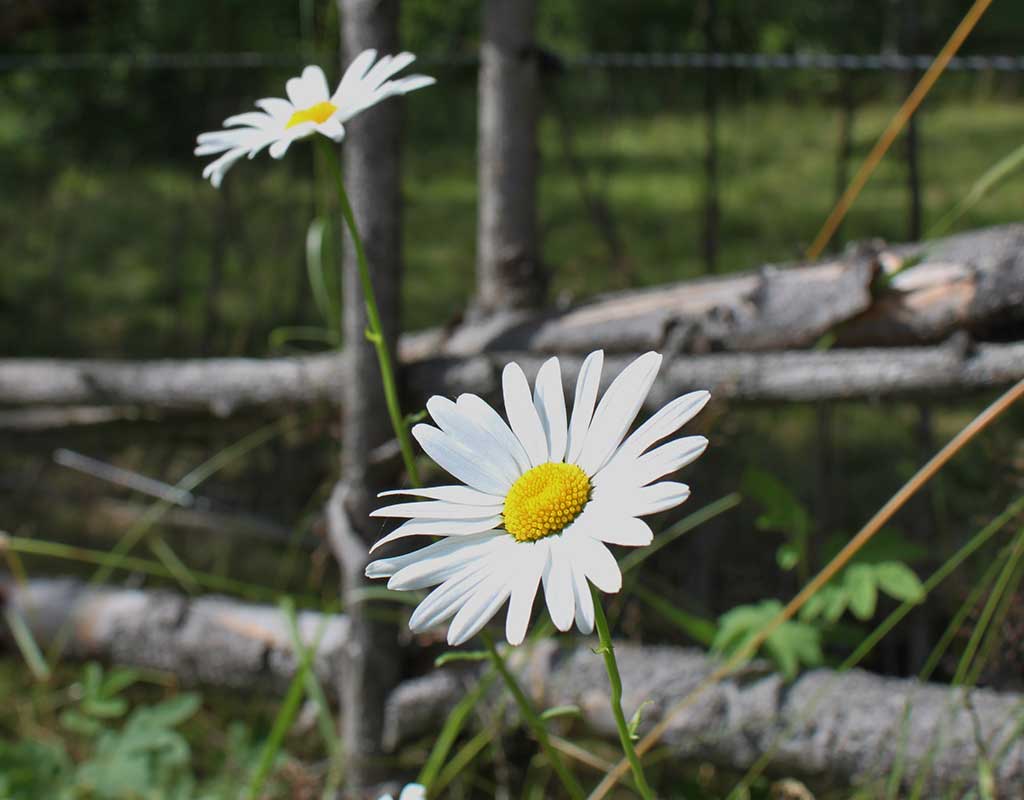 Keiteleen Kesäteatteri - Keitele - Tapahtumat & Teatterit - Pohjois-Savo - Kylään.fi - Kylämatkailun tietopankki