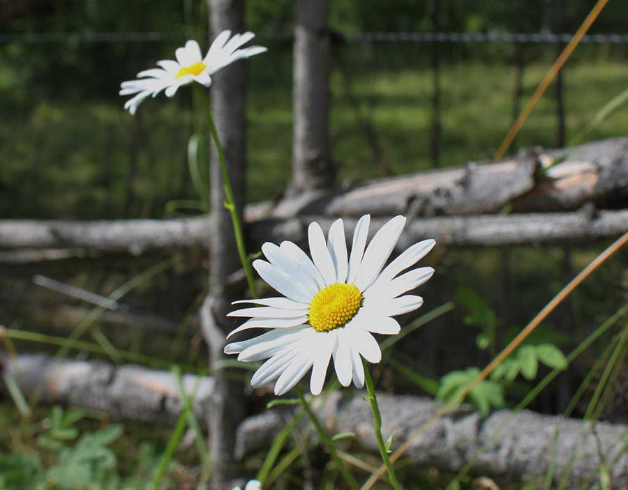 Keiteleen Kesäteatteri - Keitele - Tapahtumat & Teatterit - Pohjois-Savo - Kylään.fi - Kylämatkailun tietopankki