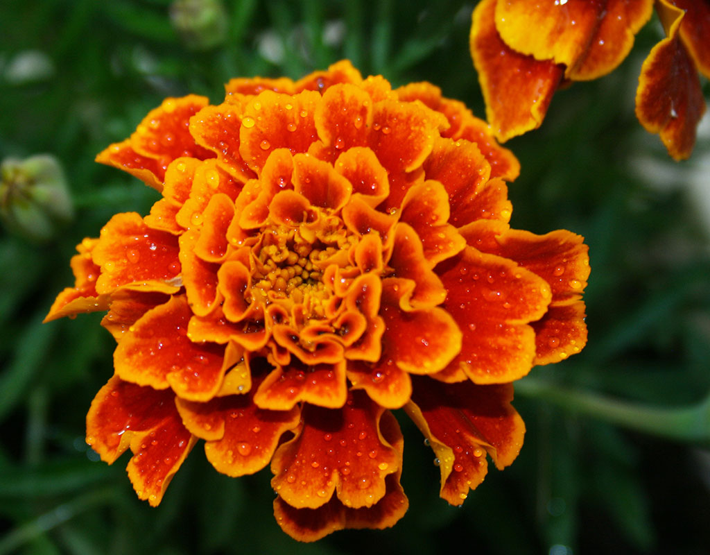 Paksuniemen Kesäkeidas - Rääkkylä - Majoitus - Pohjois-Karjala - Kylään.fi - Kylämatkailun tietopankki