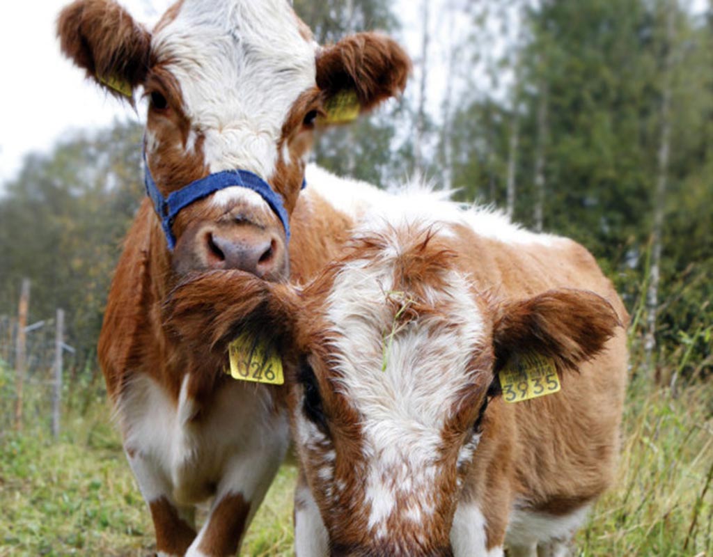 Maukkula - Ilomantsi - Kylät - Pohjois-Karjala - Kylään.fi - Kylämatkailun tietopankki