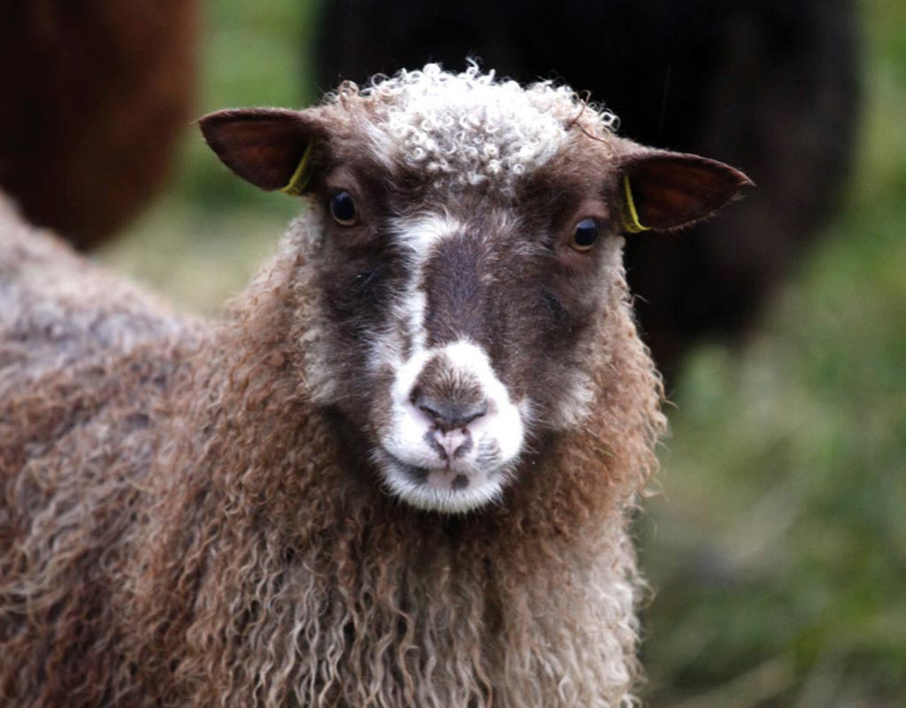 Maukkula - Ilomantsi - Kylät - Pohjois-Karjala - Kylään.fi - Kylämatkailun tietopankki