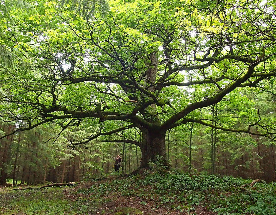 Lohjan Saaristo - Lohja - Kylät - Uusimaa - Kylään.fi - Kylämatkailun tietopankki