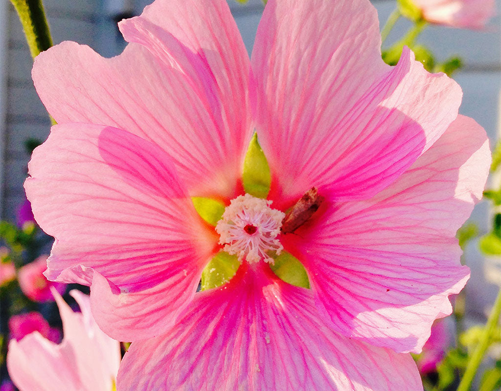 Paksuniemen Kesäkeidas - Rääkkylä - Majoitus - Pohjois-Karjala - Kylään.fi - Kylämatkailun tietopankki