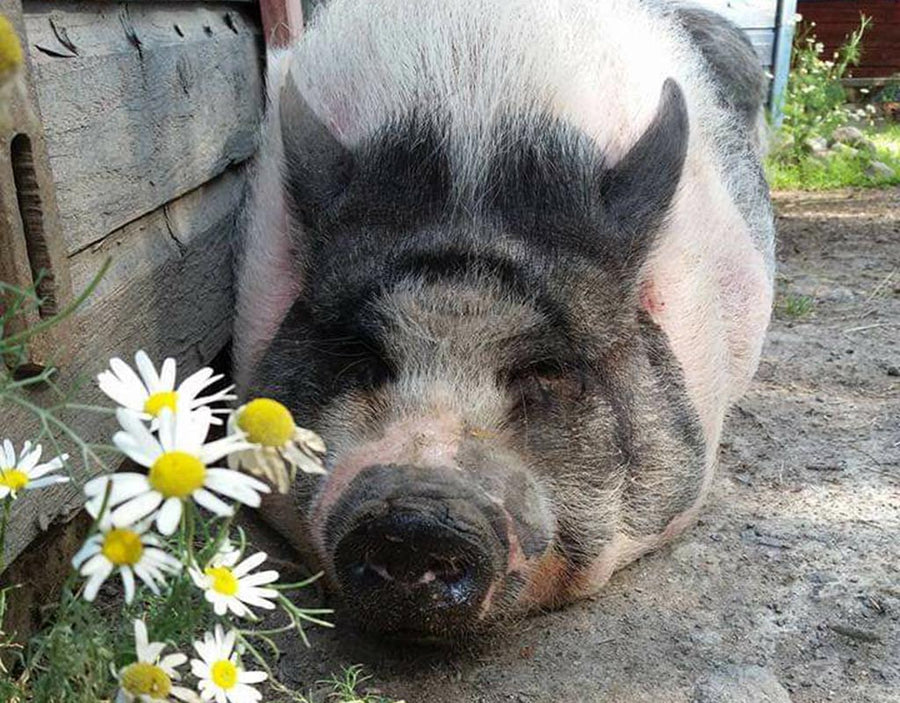 Eräjärvi - Orivesi