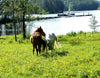 Rauhalahti - Kuopio - Kylät - Pohjois-Savo - Kylään.fi - Kylämatkailun tietopankki