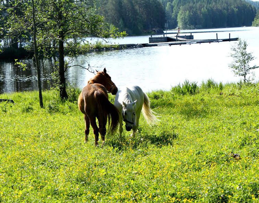 Rauhalahti - Kuopio - Kylät - Pohjois-Savo - Kylään.fi - Kylämatkailun tietopankki