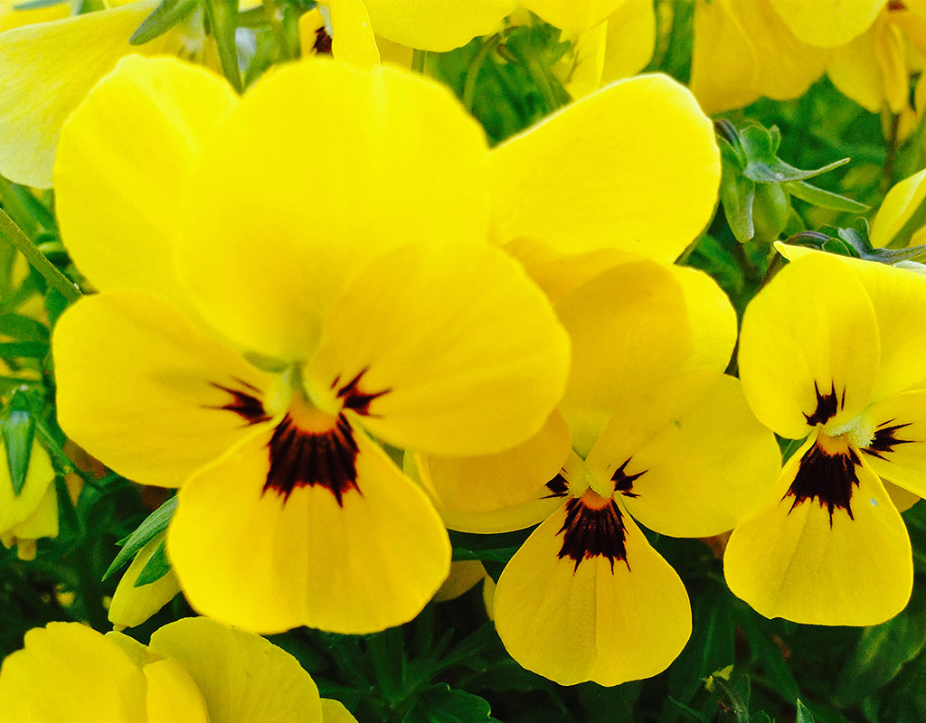 Paksuniemen Kesäkeidas - Rääkkylä - Majoitus - Pohjois-Karjala - Kylään.fi - Kylämatkailun tietopankki