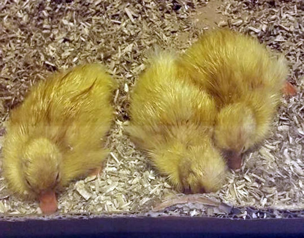 Kuuselan tila - Jämijärvi - Majoitus - Satakunta - Kylään.fi - Kylämatkailun tietopankki