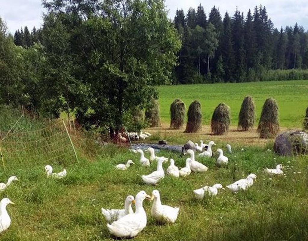 Kuuselan tila - Jämijärvi - Majoitus - Satakunta - Kylään.fi - Kylämatkailun tietopankki