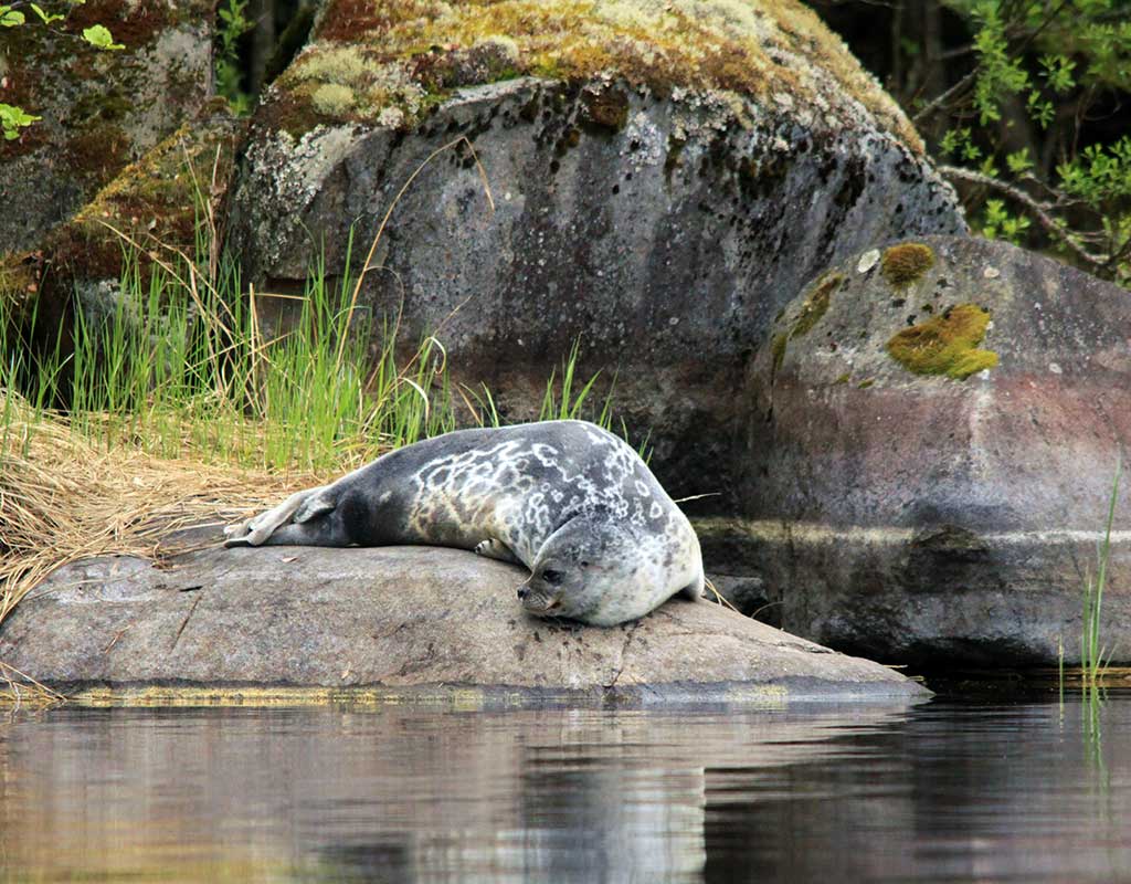 Loikansaari - Savonlinna - Kylät - Etelä-Savo - Kylään.fi - Kylämatkailun tietopankki