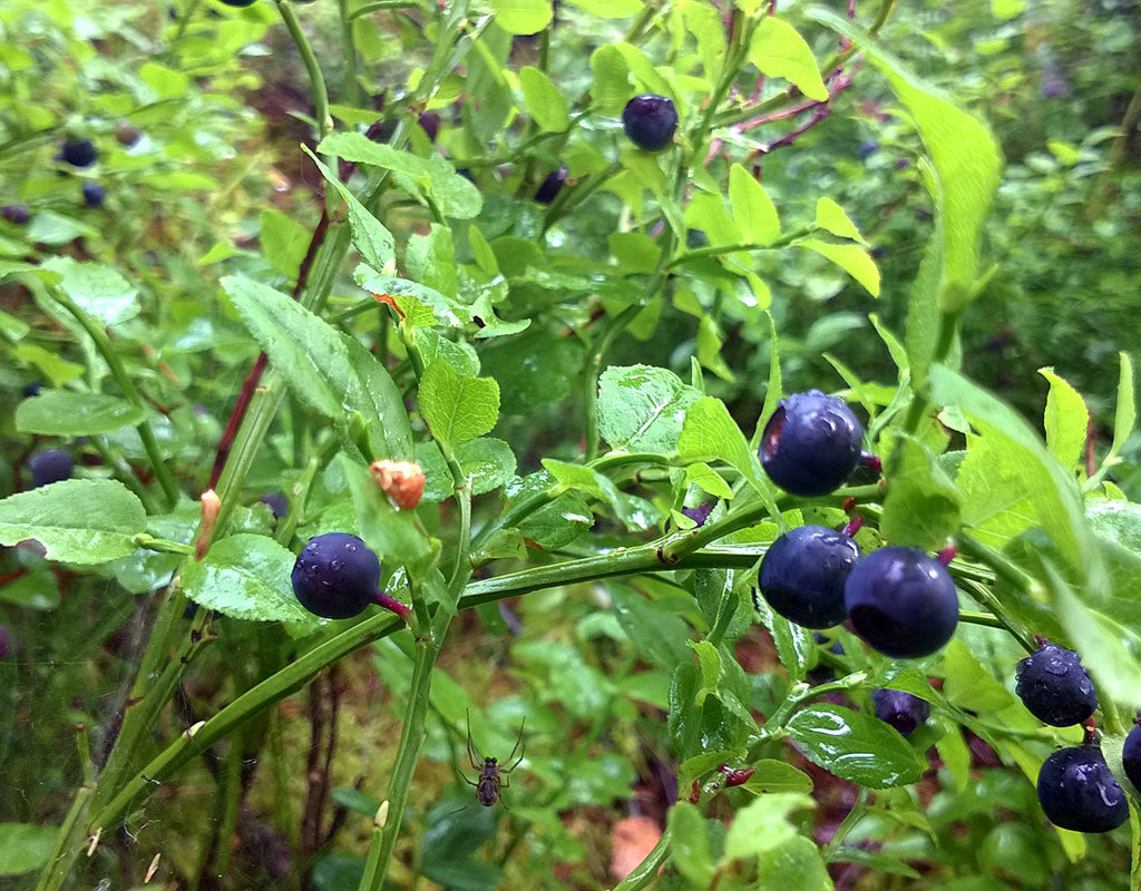 Countryhomes Silmälän lomamökit - Tammela - Majoitus - Kanta-Häme - Kylään.fi - Kylämatkailun tietopankki