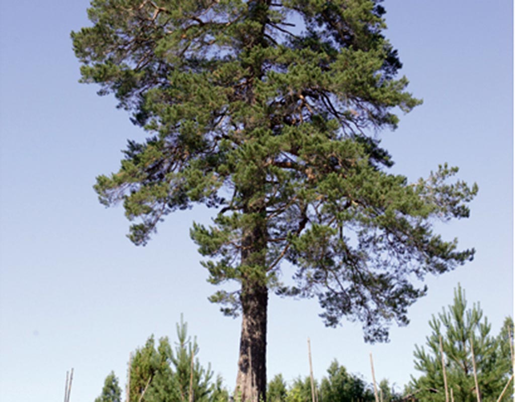 Kesälahti - Kylät - Pohjois-Karjala - Kylään.fi - Kylämatkailun tietopankki
