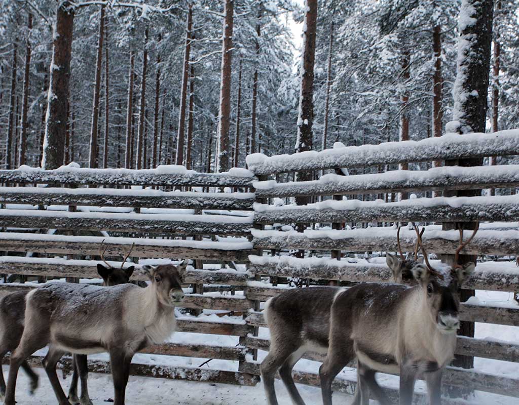 Autti - Rovaniemi - Kylät - Lappi - Kylään.fi - Kylämatkailun tietopankki
