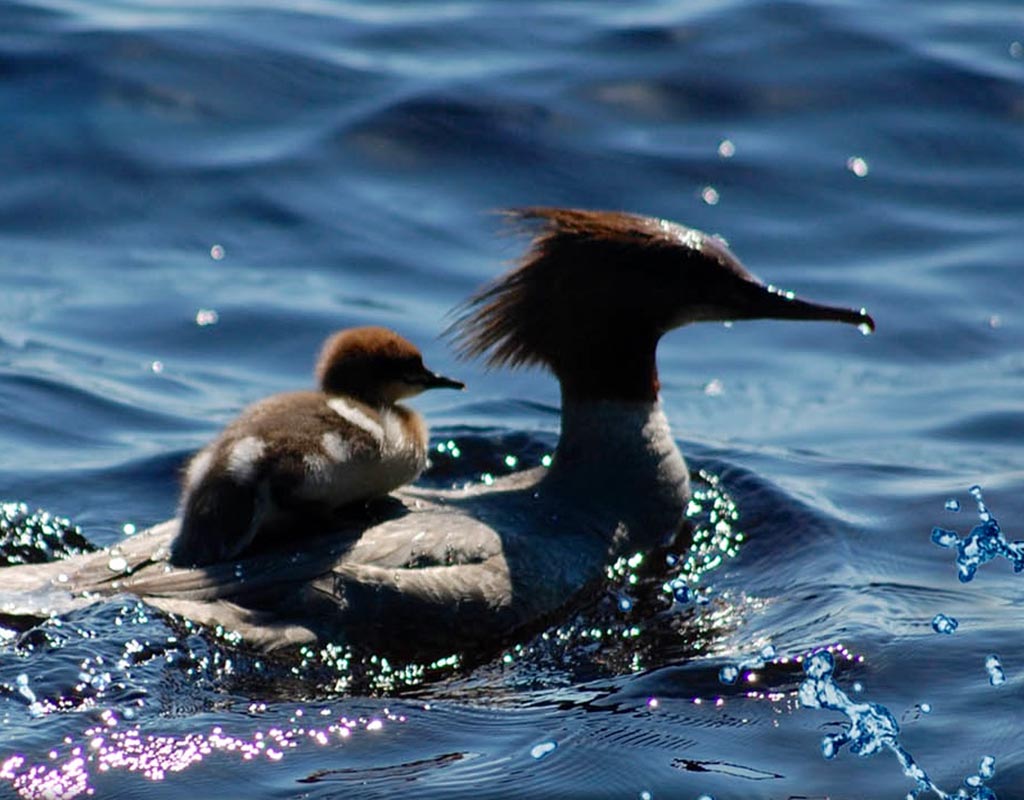 Pohjoisen Saimaan saaristo - Rääkkylä - Kylät - Pohjois-Karjala - Kylään.fi - Kylämatkailun tietopankki