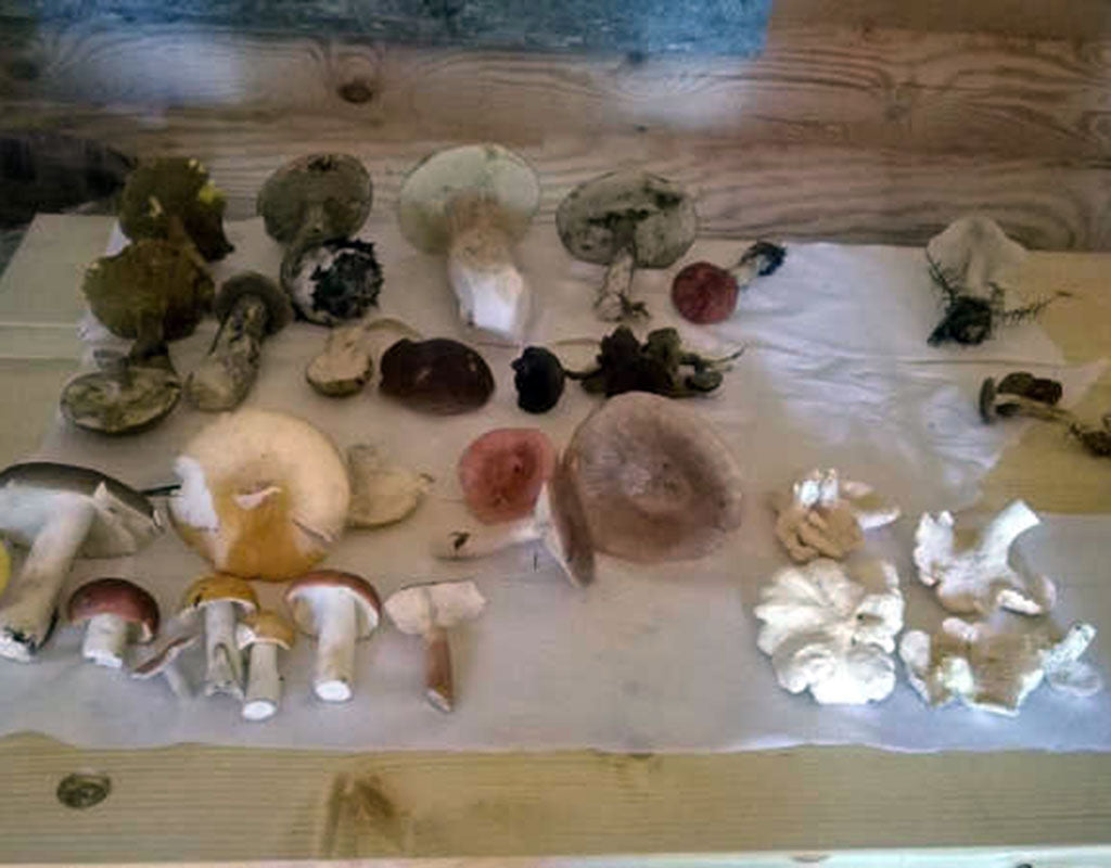 Rasimäki - Valtimo - Kylät - Pohjois-Karjala - Kylään.fi - Kylämatkailun tietopankki